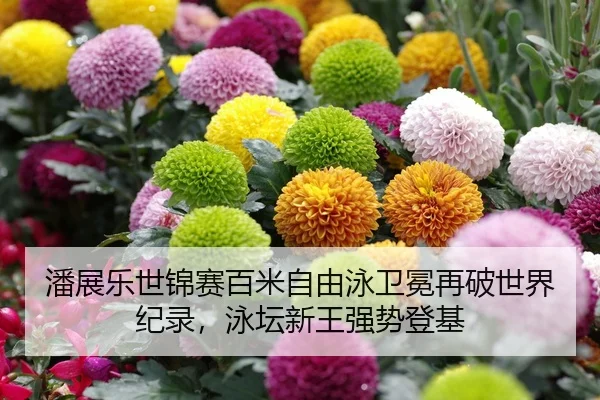 潘展乐世锦赛百米自由泳卫冕再破世界纪录，泳坛新王强势登基